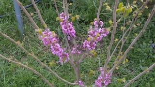 Chinese redbud  Kitajski judeževec [upl. by Sucram]