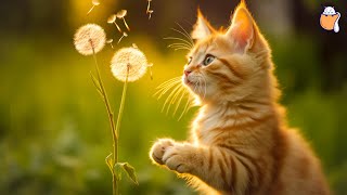 247 Healing Cat Music  Relaxing Piano Music for Cats with purring sounds  Sleepy Cat [upl. by Akiehsat]