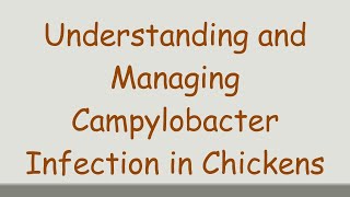 Understanding and Managing Campylobacter Infection in Chickens [upl. by Annot73]