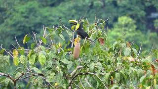 Choco Toucan Ramphastos brevis  Colombia [upl. by Krein217]