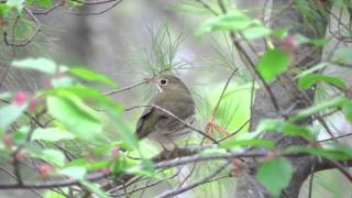 Ovenbird on a perch chipping [upl. by Nosyt]