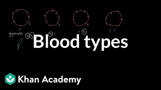 Blood types  Human anatomy and physiology  Health amp Medicine  Khan Academy [upl. by Nauqad]