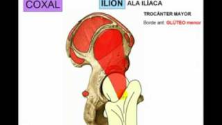 OSTEOLOGIA DE MIEMBRO INFERIOR 1 Diagnostico X [upl. by Yovonnda]