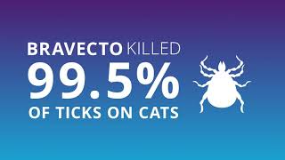 Introducing Bravecto® SpotOn for cats – tick and flea treatment with a twist [upl. by Sisely]