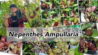 Nepenthes Ampullaria [upl. by Debee]