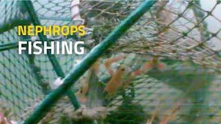 Creel Fishing for Nephrops in Scotland [upl. by Nisaj]