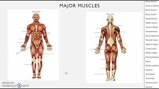 A LEVEL PE  MUSCULAR SYSTEM [upl. by Nolaf]