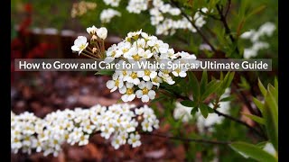 How to Grow and Care for White Spirea Ultimate Guide [upl. by Tarr]