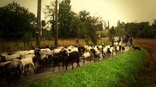 La route de la transhumance dans le Béarn  La quotTranshumance Attitudequot [upl. by Nocaed]