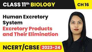 Human Excretory System  Excretory Products and Their Elimination  Class 11 Biology Ch 16  CBSE [upl. by Twila217]