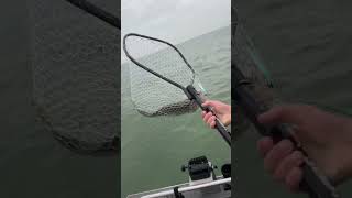 Big Walleye in the net Lake Erie Double [upl. by Yort]