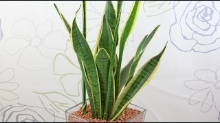 Sansevieria trifasciata  Bogenhanf Snake Plant [upl. by Isborne]