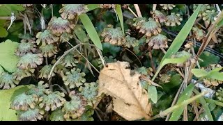 Marchantia  Male Antheridium [upl. by Feld]