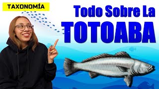 🐟 TOTOABA  Características hábitat y TAXONOMÍA [upl. by Lawrence721]