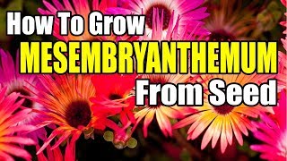 How To Grow Mesembryanthemum From Seed [upl. by Corson]