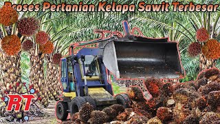 Pertanian Kelapa Sawit Modern Dari Indonesia Dan Malaysia [upl. by Sheng]