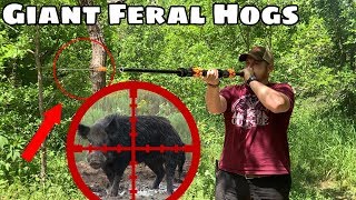 Giant Feral Hogs VS Blowgun  Day 11 of 12 Day Budget Survival Challenge [upl. by Kyla]