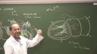 Thorax 3  Anatomie du cœur Heart external morphology and cardiac cavities [upl. by Adrahs]