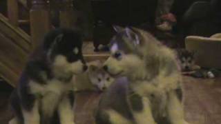 Kissing Malamute Puppies6weeks old [upl. by Plank88]