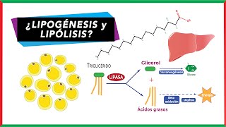 Diferencias entre Lipólisis y lipogénesis  Bioquímica [upl. by Enautna284]