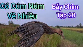 Tiếp Tục Dính Cúm Núm Và Phát Hiện Nhiều Con Cúm Núm Đậu Trong Lùm Lát  Hoàng Anh Trà Vinh Vlogs [upl. by Galvin72]