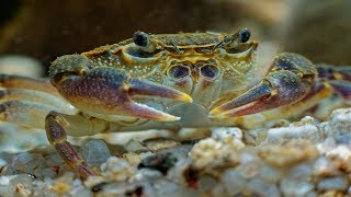 Freshwater Pom Pom Crabs  Amazing Peaceful Fully Aquatic Freshwater Crabs [upl. by Ciel]