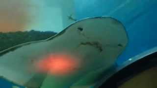 Bowmouth guitarfish at Sharjah Aquarium 270314 [upl. by Aisekal]