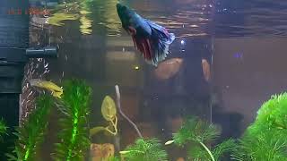 Betta Fish Eats Neon Tetra In The Same Tank [upl. by Eldred779]