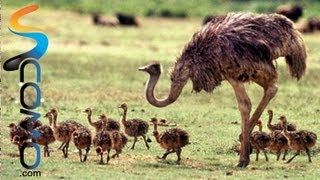 Avestruz africano  Ostrich [upl. by Geiger]