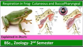 Respiration in Frog  Respiratory system in Frogs  Cutaneous and BuccoPharyngeal respiration HSR [upl. by Ahtennek898]