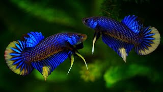 Betta Imbellis bettafish betta bettaimbellis imbellis wildbetta [upl. by Saffian685]