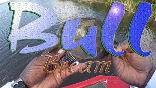 Bluegill Fishing Bull Breams [upl. by Clarence]