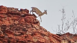 Klipspringer  Oréotrague sauteur [upl. by Molohs]