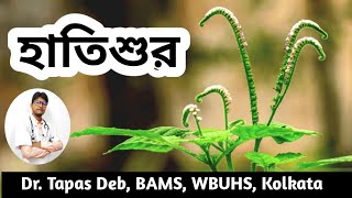 হাতিশুর গাছের বিভিন্ন ঔষধি গুণাগুণ  স্ত্রীহস্তিনী  Indian Heliotrope  Dr Tapas Deb [upl. by Roque57]