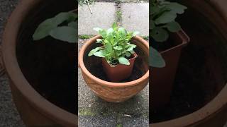 Goedkope hobby planten kweken  subscribe amp samen gaan we zaaien amp stekken [upl. by Cohe]