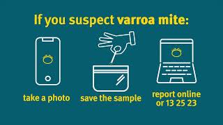 How to check your beehives for varroa mite using an alcohol wash [upl. by Belcher]