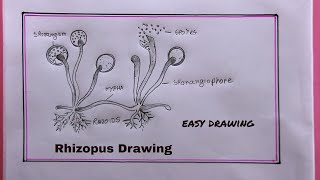 How to Draw a Structure of Rhizopuslevelled diagram of Rhizopus [upl. by Goines]