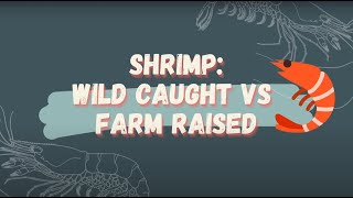 Wild Caught vs Aquaculture Shrimp [upl. by Ahsienar]