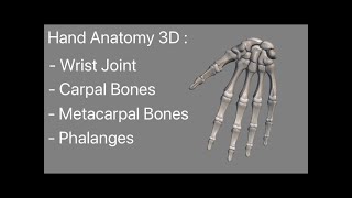 Hand Bones Anatomy 3D animated model Carpal Bones Metacarpal Bones and Phalanges Wrist Joint [upl. by Eiramrebma]