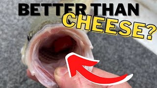 The Best Bait for Murray Cod fishing Better than cheese [upl. by Enitnatsnoc]