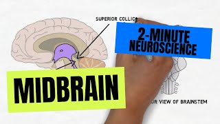 2Minute Neuroscience Midbrain [upl. by Garratt]