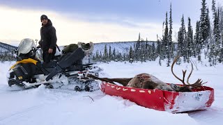 FULL Season Winter Caribou Hunt  ALASKA 20232024 [upl. by Nossah]