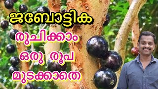 jaboticaba seed germination jaboticaba fruit jaboticaba taste jaboticaba seed germination kl06 [upl. by Clarisse987]