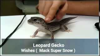 Leopard Gecko Back Rub [upl. by Chivers]