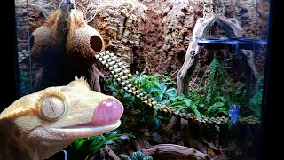 Bioactive Crested Gecko Vivarium Upgrade  STEP BY STEP BUILD [upl. by Aliekahs]