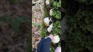 Tree bongos 🌲 asmr fungi nature [upl. by Cassey]