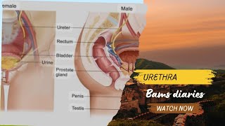 urethra anatomy urethra medicalstudent medicalcollege medicine urethra [upl. by Ahtrim]