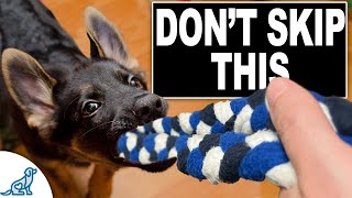 3 Skills EVERY Puppy NEEDS To Learn Now [upl. by Nilreb]