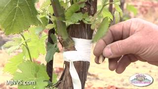 Grafting on to established vines can keep your vineyard productive [upl. by Ait]