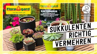 Wie Sukkulenten richtig vermehren Durch Ableger oder Stecklinge mit der Floragard Kakteenerde [upl. by Eanahc]